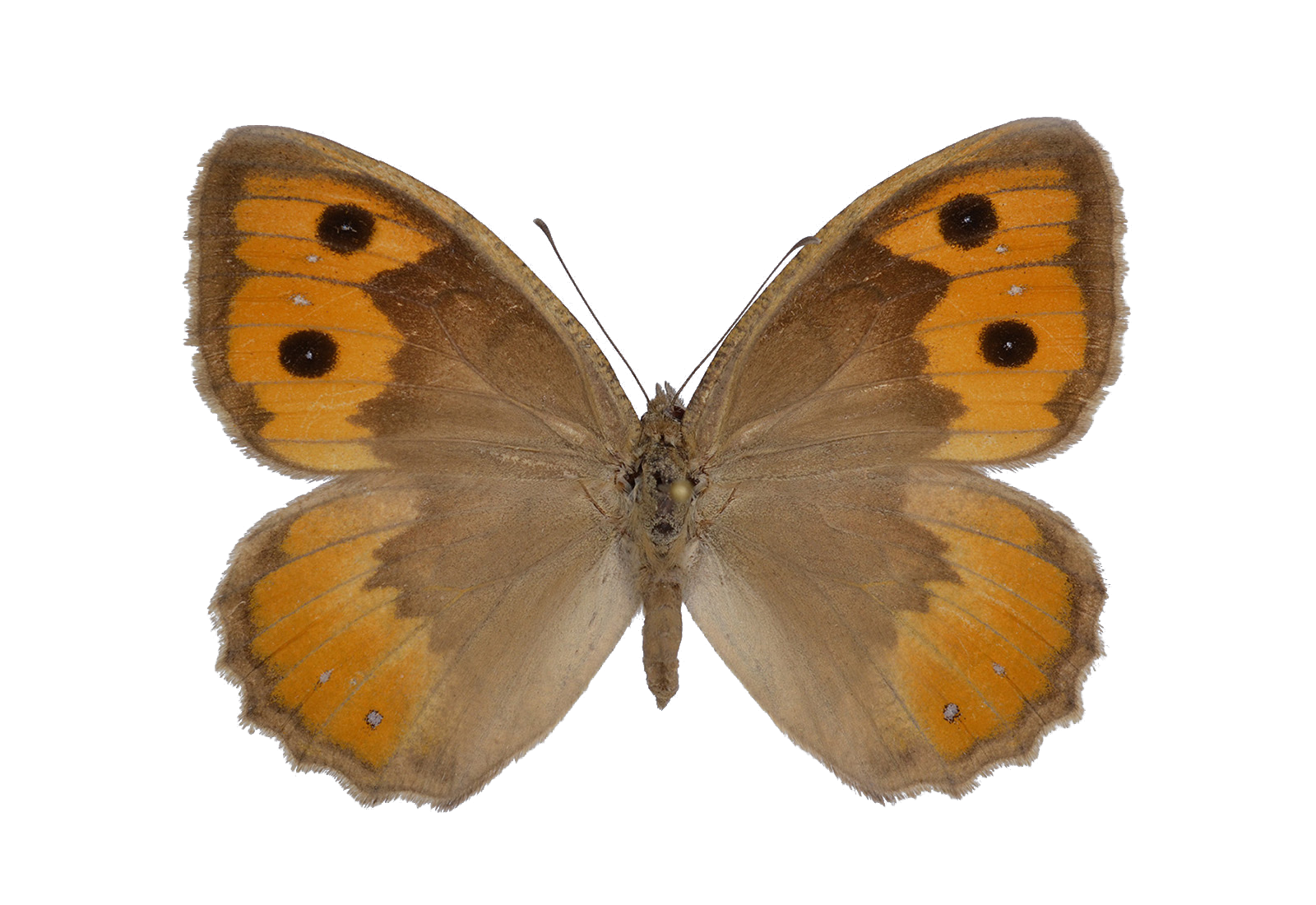 Prepared Pseudochazara specimen