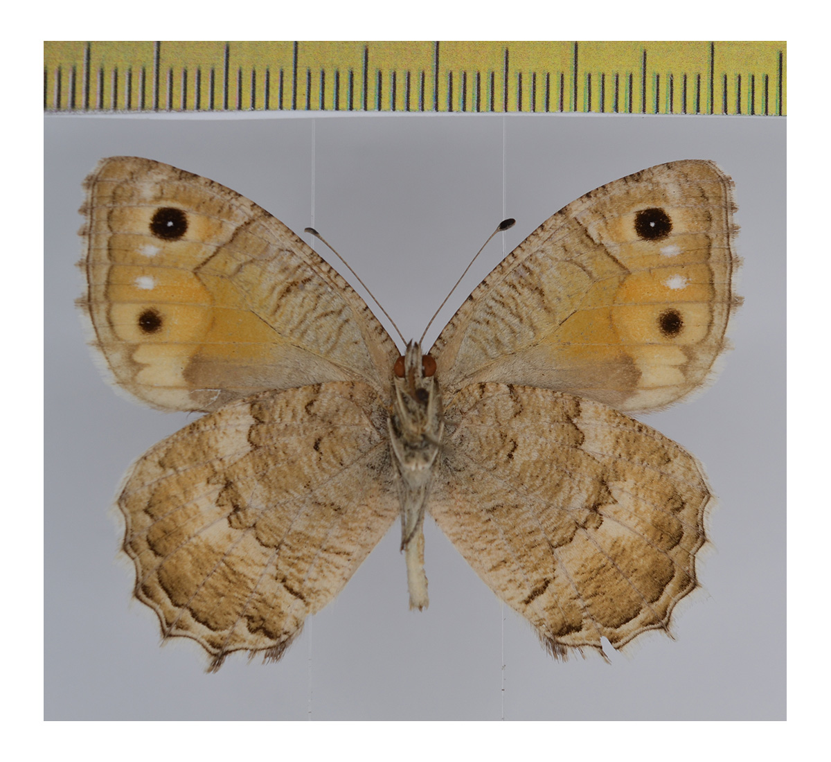 Example of the same Pseudochazara specimen photographed from the underside with a scale