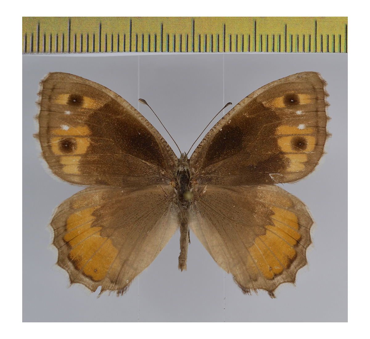 Example of a Pseudochazara specimen photographed from the upperside with a scale