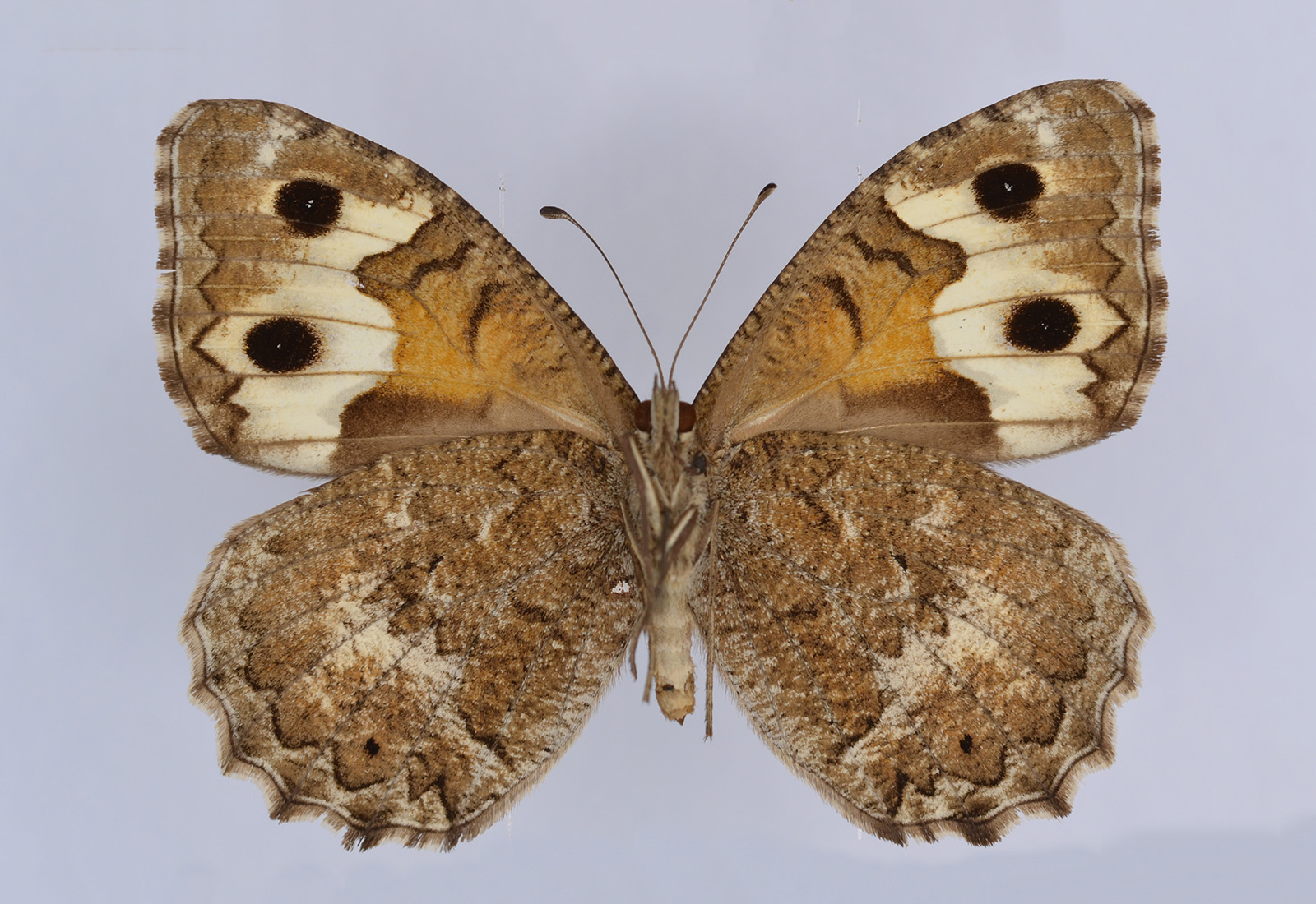 Pseudochazara amalthea, female, underside