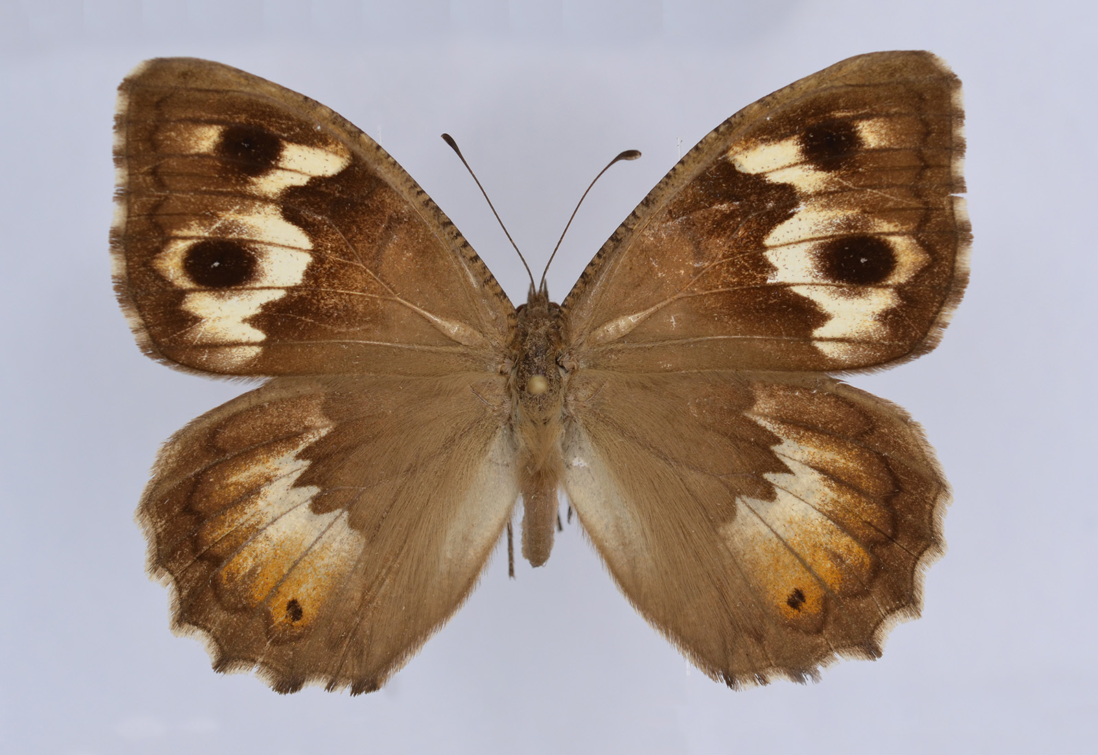 Pseudochazara amalthea, female, upperside