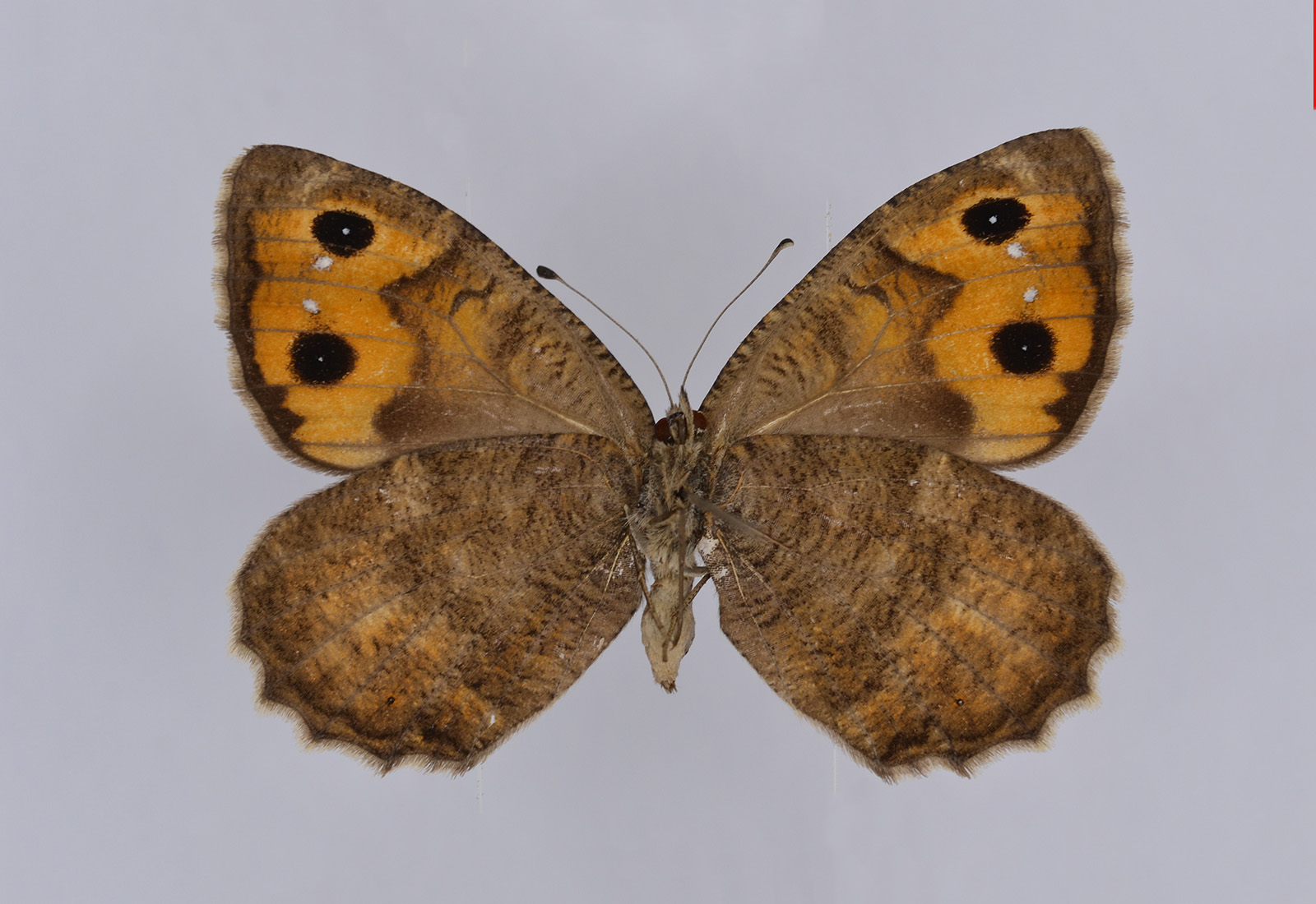 Pseudochazara amymone, female, underside