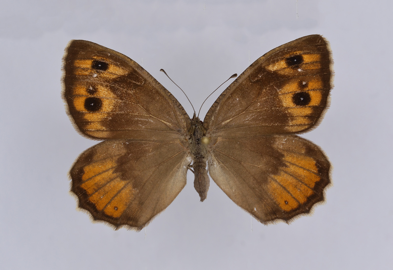 Pseudochazara amymone, female, upperside