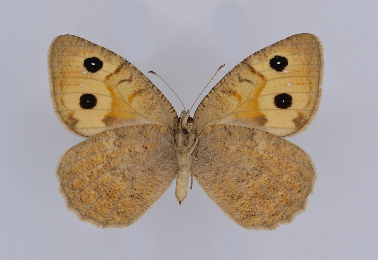 Pseudochazara atlantis, male, underside
