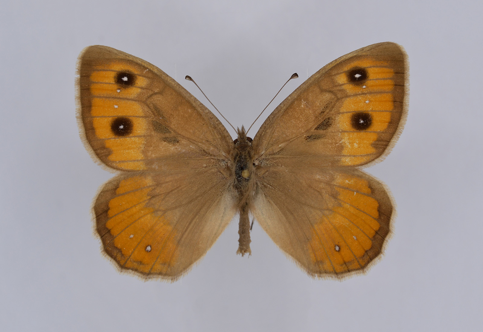 Pseudochazara atlantis, male, upperside